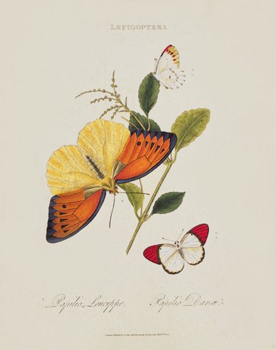 Butterflies: Papilio Leucippe; Papilio Danae, pub. by the artist, 1800 by Edward Donovan
